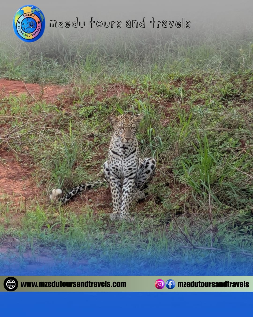 Leopard in grassland