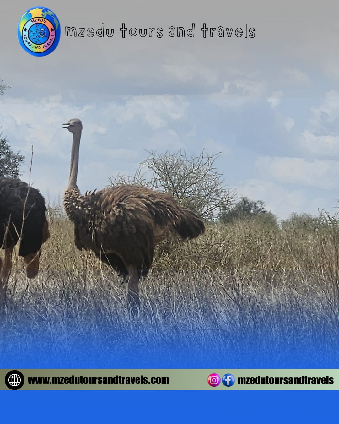 Ostrich in savanna