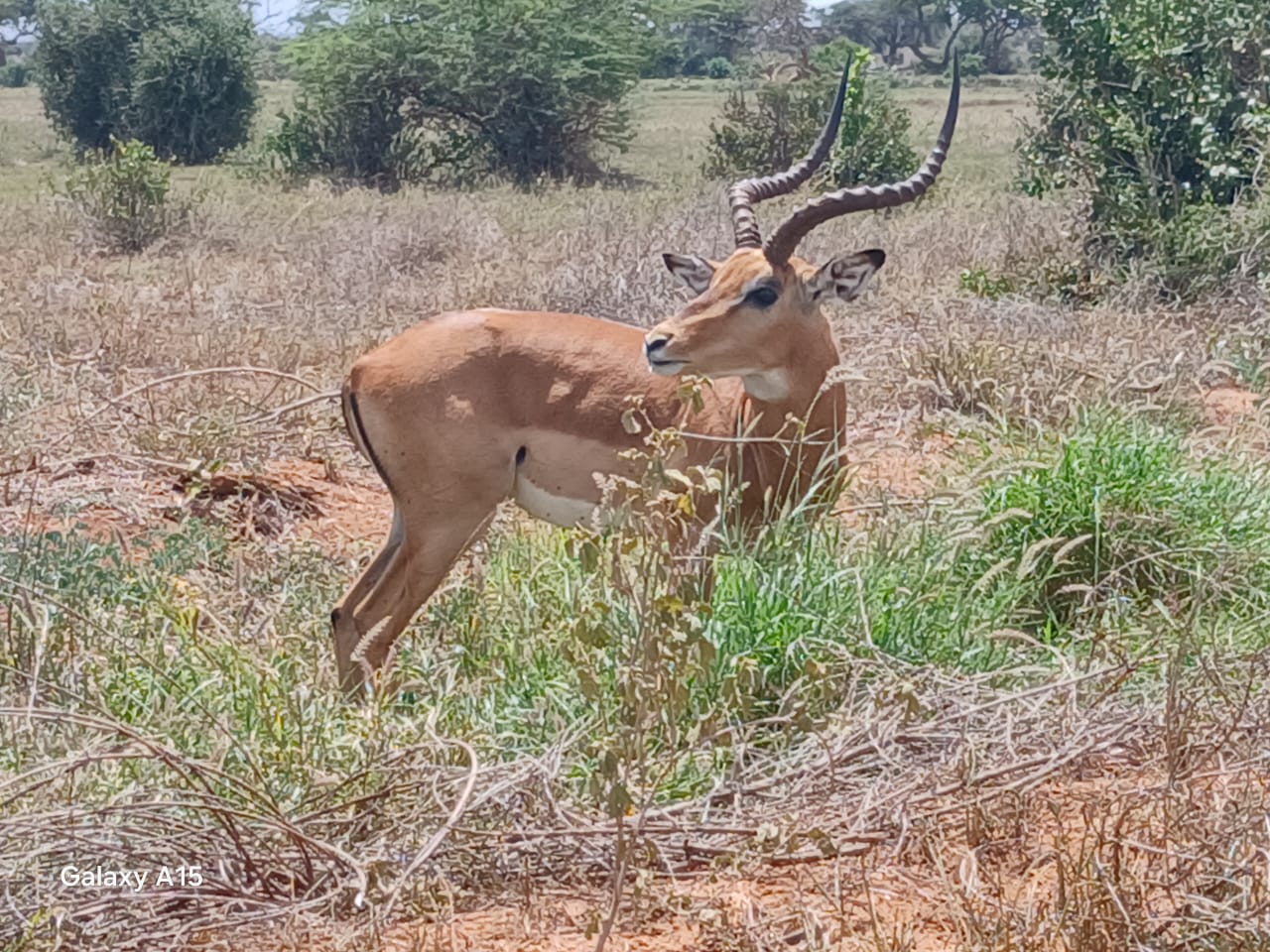 Impala antelope with curved horns in Tsavo bush