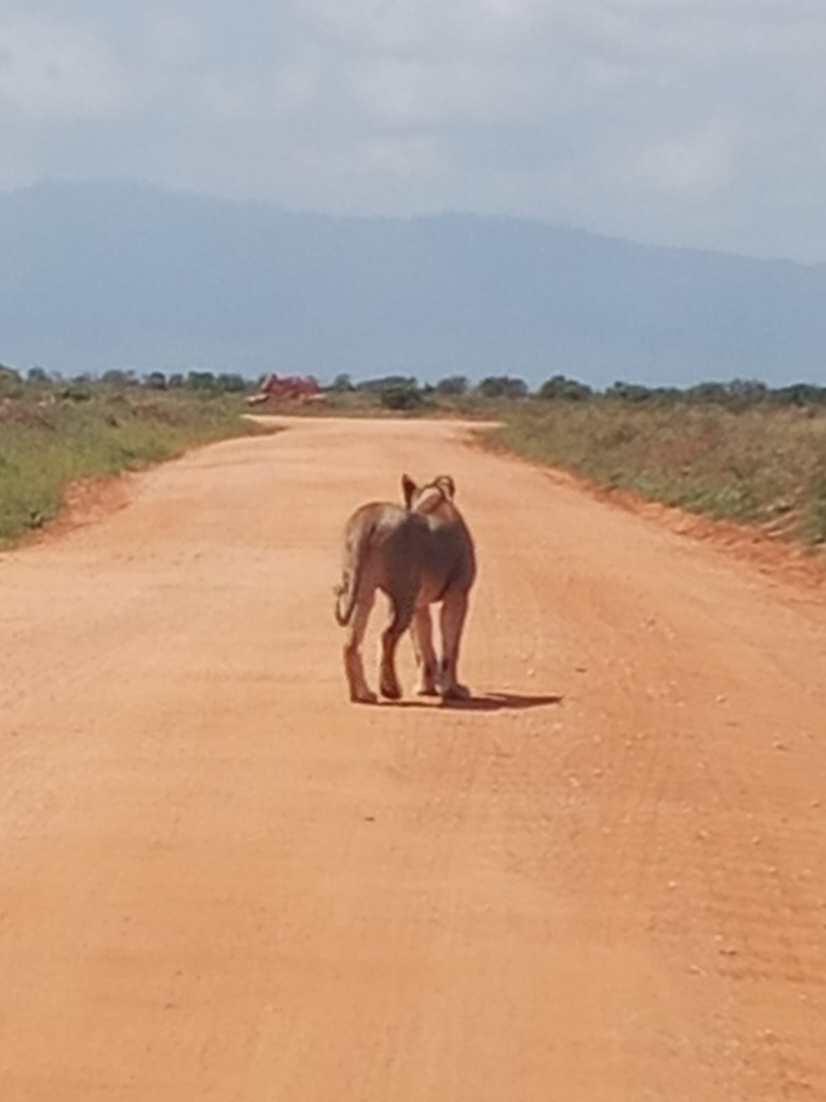 Lion walking down a red dirt road in Tsavo with mountains in the background