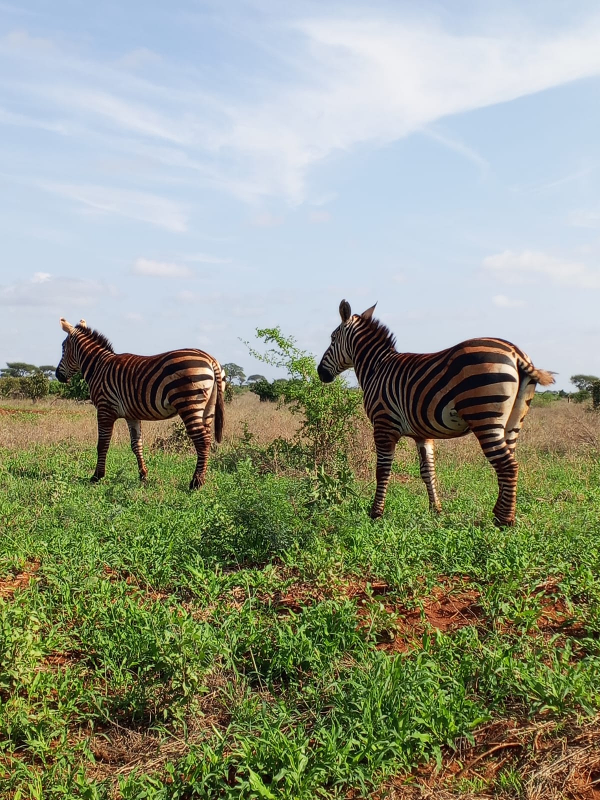 Pair of zebras grazing in the green grasslands of Tsavo